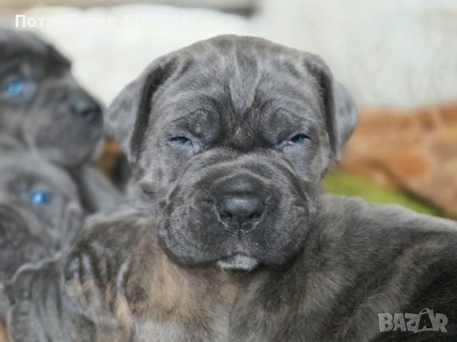 Продажба на чистокръвни кучета Кане Корсо, снимка 6 - Кане корсо - 54166371