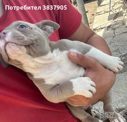 Американско були стандард