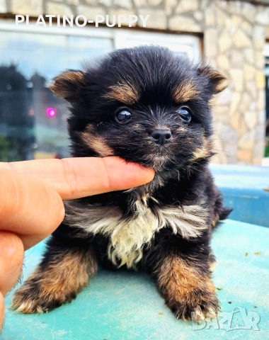 Дългокосместо мини чихуахуа, снимка 3 - Чихуахуа - 54242362