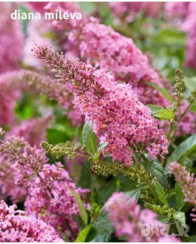 Будлея Розова наслада, Buddleja Pink Delight, снимка 3 - Градински цветя и растения - 55038192