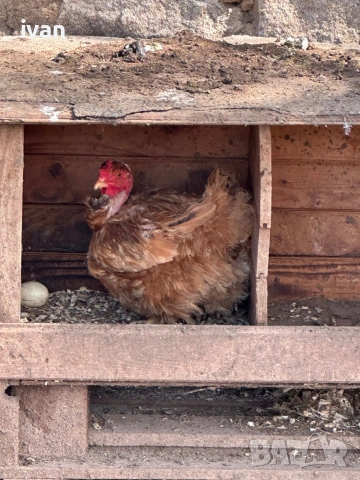 Кокошки голошийки 