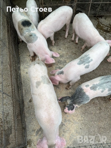 Малки прасета , снимка 5 - Прасета - 54256641