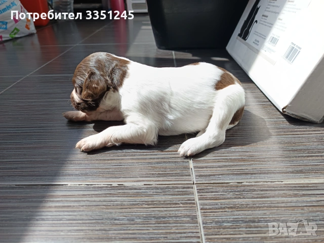 Продавам кученца порода бретон шпаньол!, снимка 9 - Други - 54899571