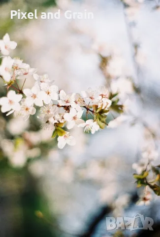 Minolta 5000 + AF Minolta 50mm f/1.7 лентов апарат с обектив, снимка 12 - Фотоапарати - 55496013