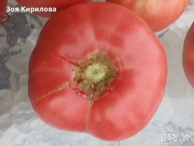 Свежи черита в кутийка , снимка 3 - Домашни продукти - 55347675