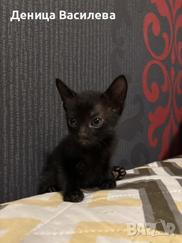 Котенца за осиновяване, снимка 2 - Други - 55190553