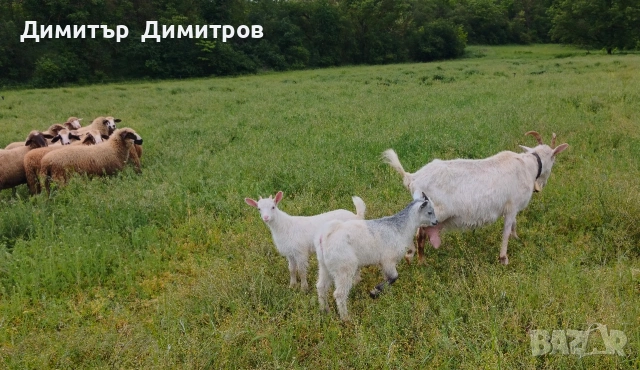 продавам 10 агнета ,коза и две ярета , снимка 8 - Овце - 54583764