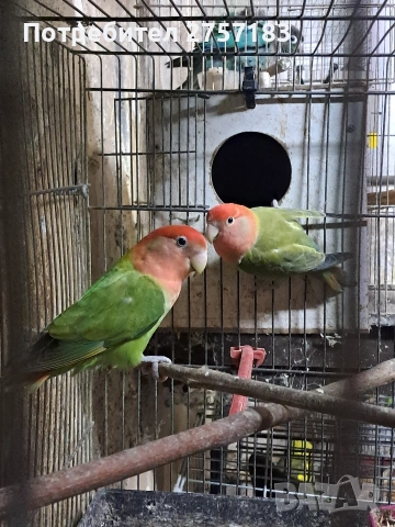 продавам чифт неразделки 2025 г