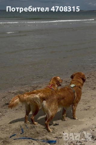 Голдън ретривър момче родословен баща, снимка 15 - Голдън ретривър - 54366591