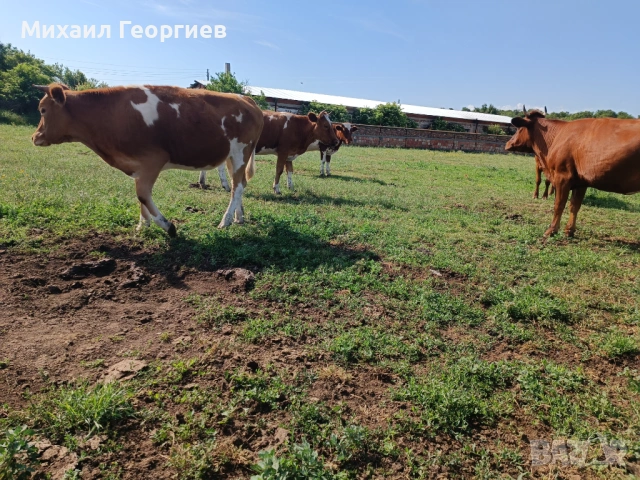 Продават се , снимка 4 - Крави - 54825393
