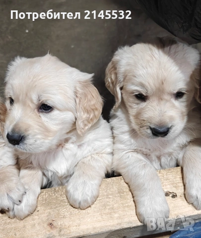 Голдън ретривър (Golden retriever) кученца , снимка 2 - Голдън ретривър - 54328992