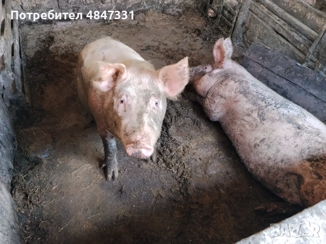 Прасе, снимка 4 - Прасета - 54818862