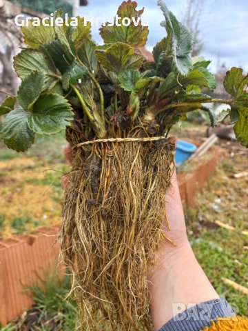 Продавам качествен разсад ягоди сорт  целогодишен мурано албион