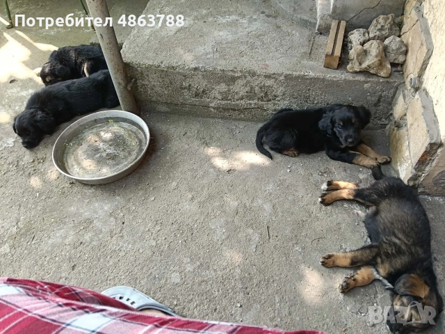 ПОДАРЯВАТ СЕ бебета кученца , снимка 2 - Други - 54994677