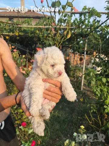 Болонки две момиченца и едно момченце