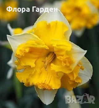 Луковици НАРЦИС - Предварителни поръчки, снимка 16 - Сортови семена и луковици - 46827345
