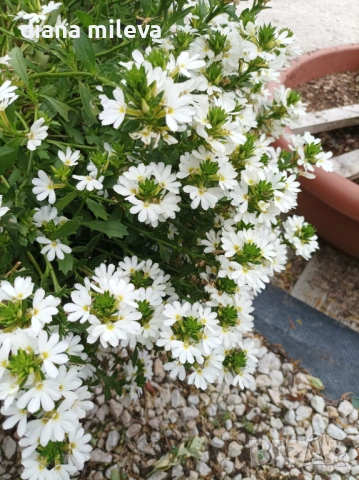 Скаевола - лилава, бяла и розова!!, снимка 10 - Градински цветя и растения - 54161547