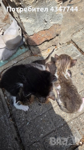 Малки котенца четери броя. , снимка 3 - Други - 54586400