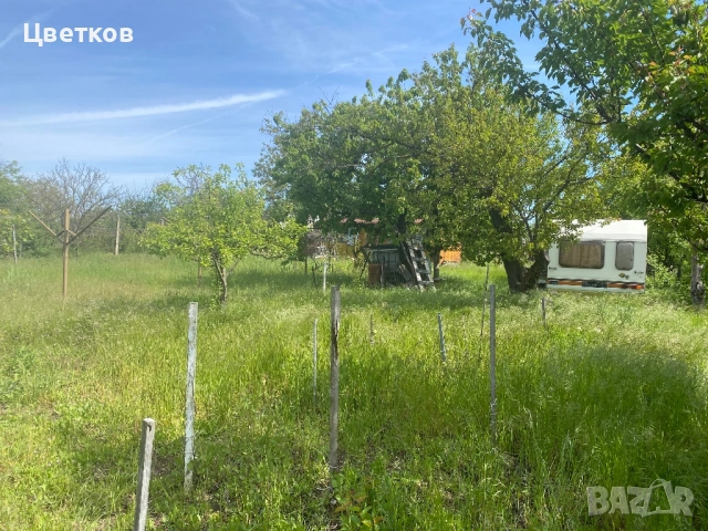 Продавам лозе, снимка 11 - Земеделска земя - 54776646