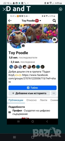 Той пудел & Мини пудел, Fci, Genetic, PL, снимка 9 - Пудели - 54209072