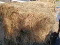 Продавам бали сено, снимка 4