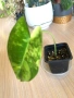 Philodendron Burle Marx Variegata , снимка 2