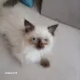 Коте порода Регдол, снимка 2