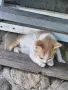 4 малки котенца, снимка 12