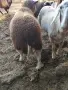 Мъжки Агнета фризиец и кръстоски!, снимка 4
