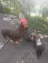 Свободни петли Родайланд и Маран черно сребро, снимка 1
