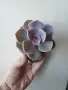 Ешеверия, echeveria Perle von nurnberg, снимка 1