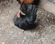 Шабо кокошка продавам заменям, снимка 2