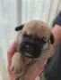 🐾 Очарователни бебета мопс търсят своите любящи семейства! 🐾, снимка 8