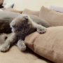 Шотландски котенца, снимка 8