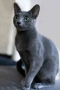 Руски сини котета , снимка 7