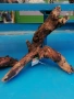Продавам корени за аквариум Mopani, снимка 5