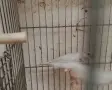 Продавам оризарки, снимка 2