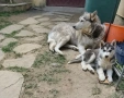 Сибирско хъски, снимка 12