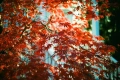 Nikon 50mm f/1.4 AI обектив Никон, снимка 7