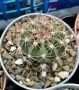 Кактус вид Echinopsis Hybrid бял лебед, снимка 2
