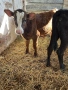 Продавам 4 Телета, снимка 3