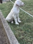 Дого Аржентино / Dogo argentino , снимка 7