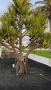 Палма Пандантус- рядко растение-, снимка 1