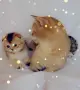 Шотландско мъжко Скоттиш Фолд. , снимка 13
