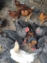 Продавам млади петли, снимка 4