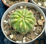 Кактус Oroya Peruviana var minima , снимка 8