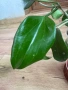  Hoya Хоя Quinquenervia , снимка 3