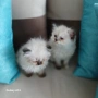Коте Регдол, снимка 9