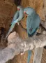 малък александър , снимка 1