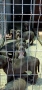 ТОП Американско були хл American bully xl ABKC, снимка 10